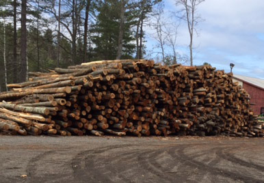 Large Log Pile