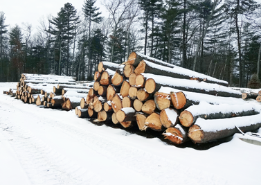 Piles of logs neatly stacked